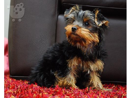 AKC Yorkshire Terrier Puppy